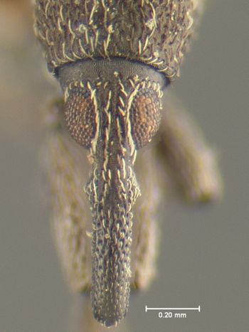 Media type: image;   Entomology 25125 Aspect: head frontal view